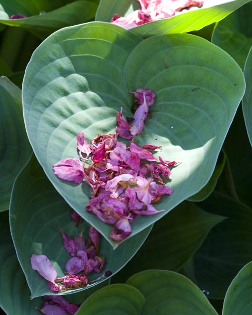 Fallen Petals