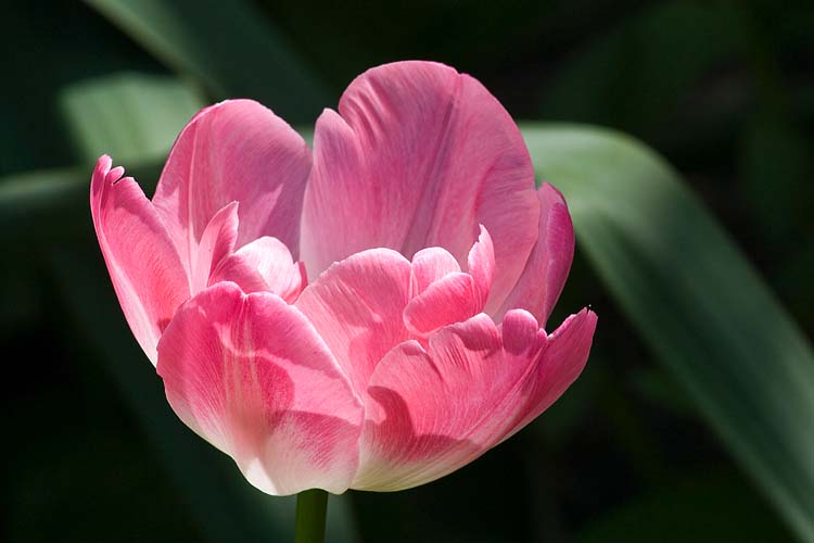Pink Tulip