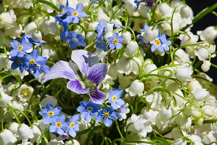 Blue and White