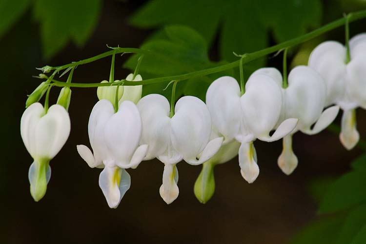 White Hearts