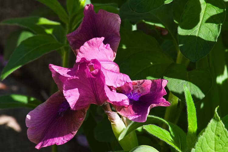 Purple Iris