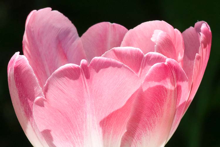 the Last Tulip