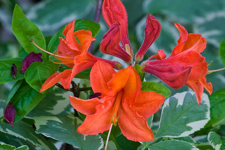 Azalea Opening