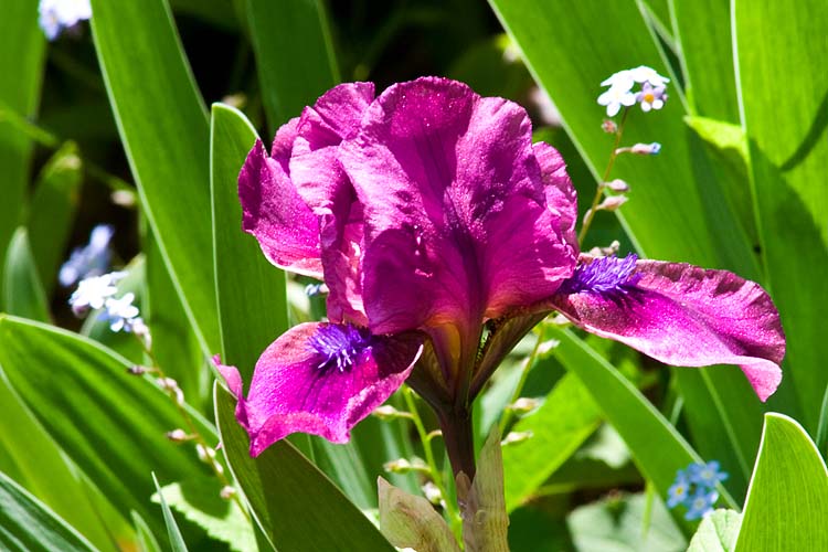 I Love Purple Irises