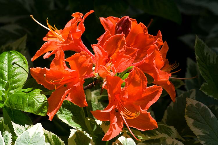Orange Azalea