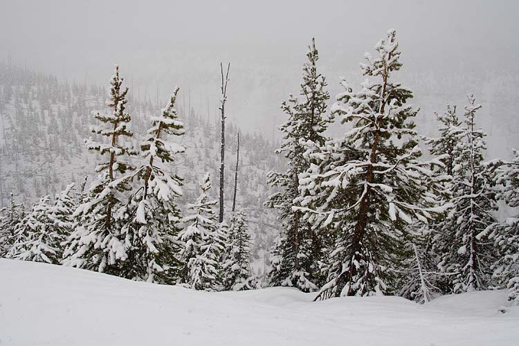 Snow-Covered Trees