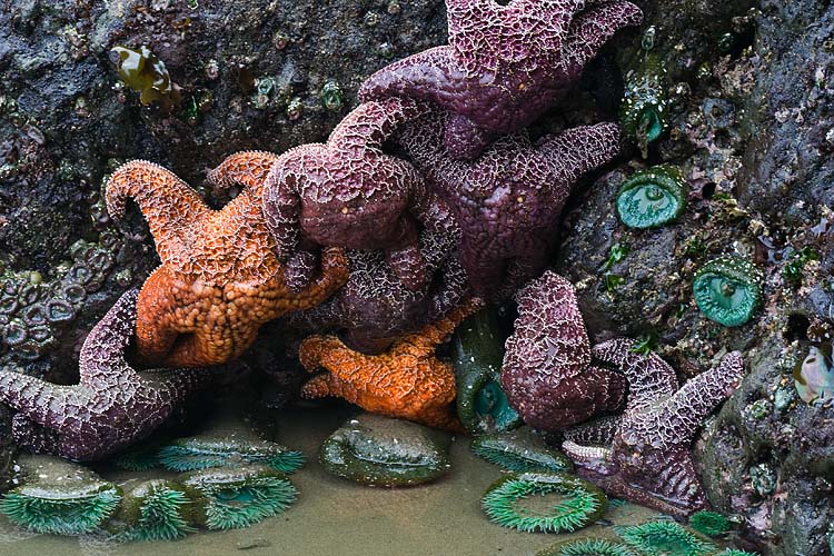 Sea Stars and Sea Urchins