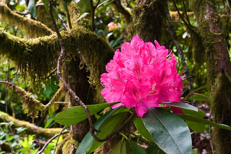 Rhododendrons