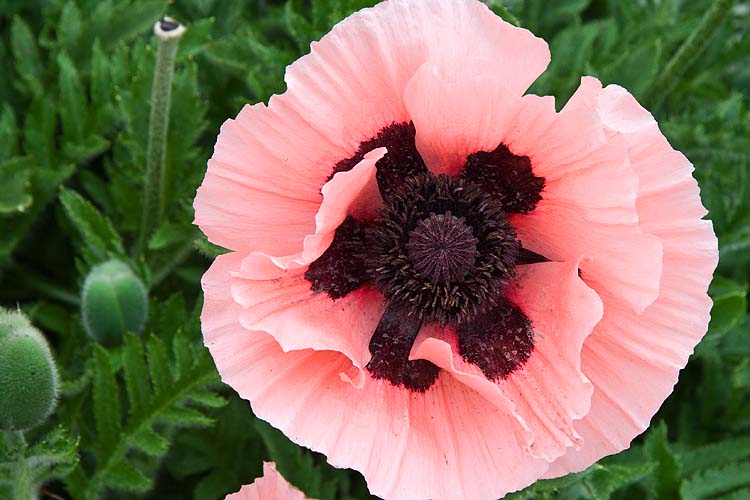Peach Poppy
