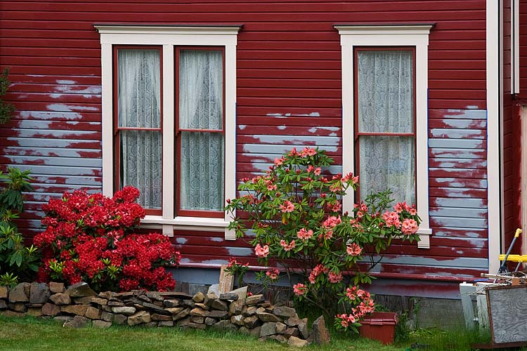 Rhododendrons and Peeling Paint