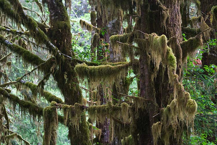 Moss-Covered Trees in Hoh Rain Forest