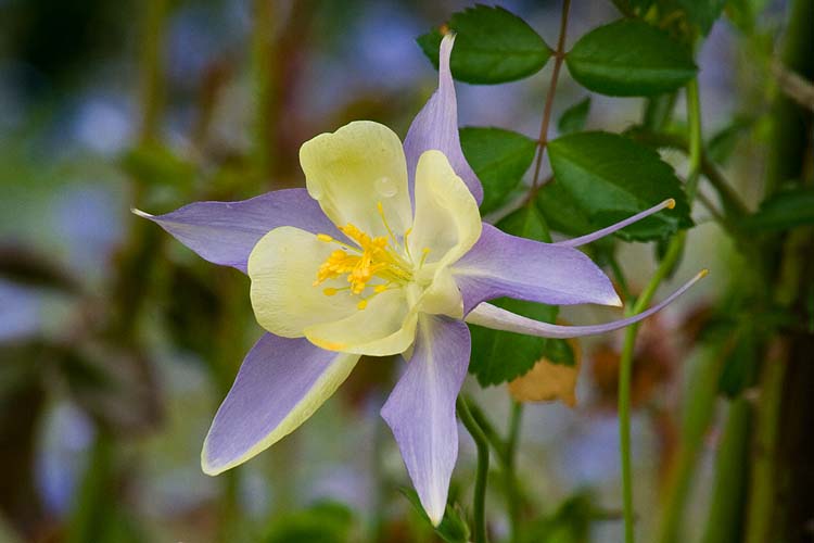 Columbine