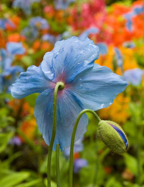Blue Poppy
