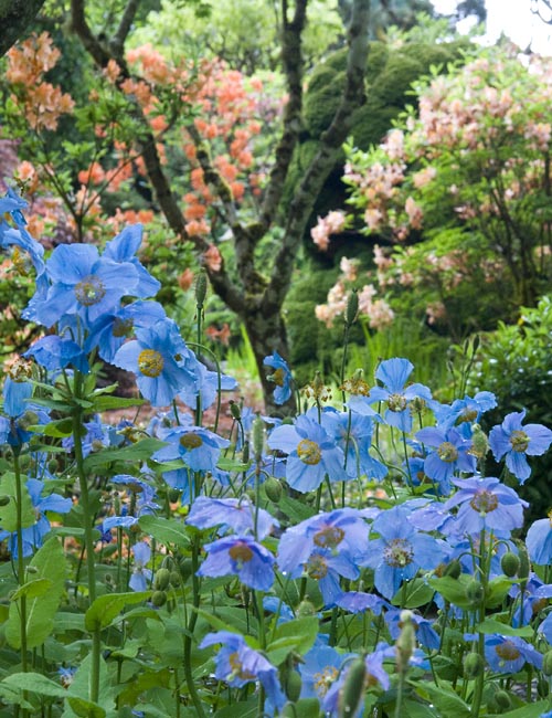 More Blue Poppies