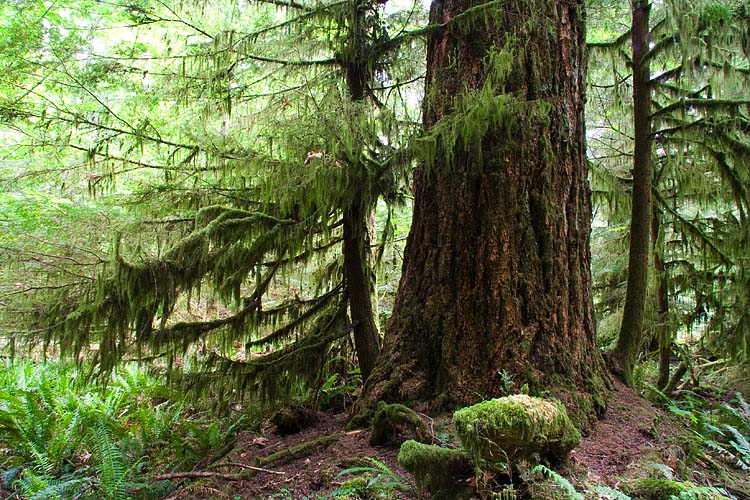Mossy Cathedral Grove