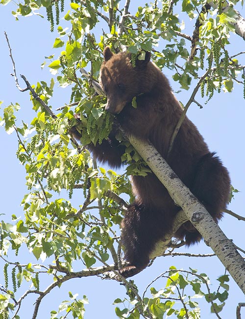 Cub in a Tree