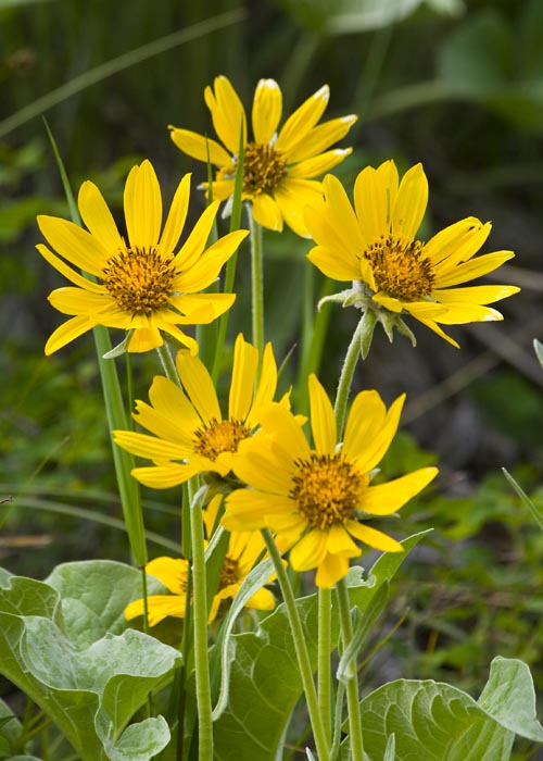 Mountain Wildflowers