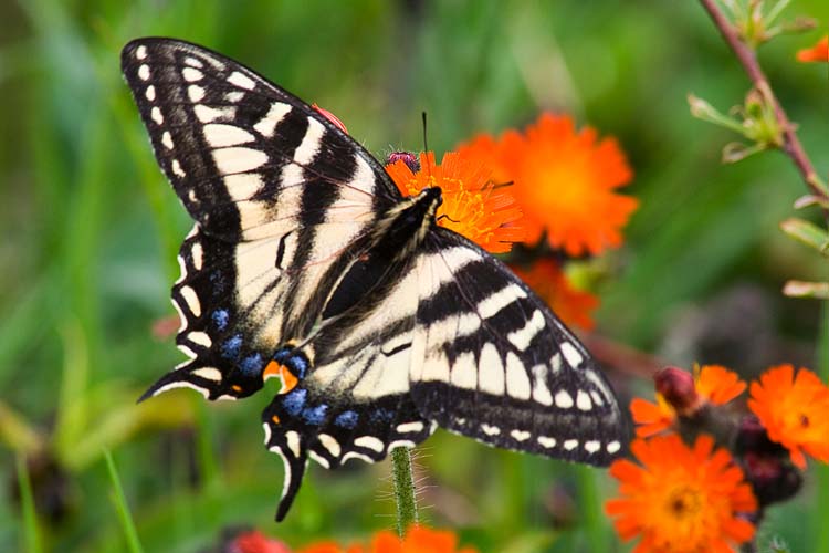 Tiger Swallowtail