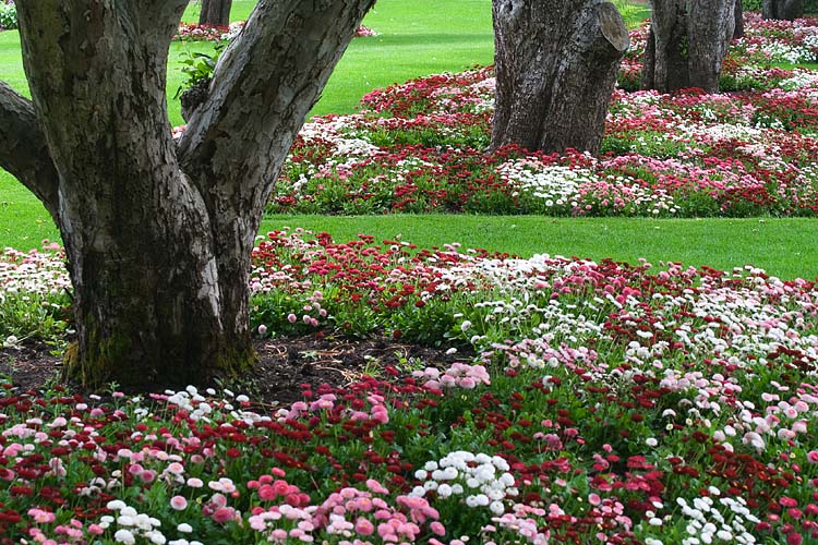 English Daisy Circles