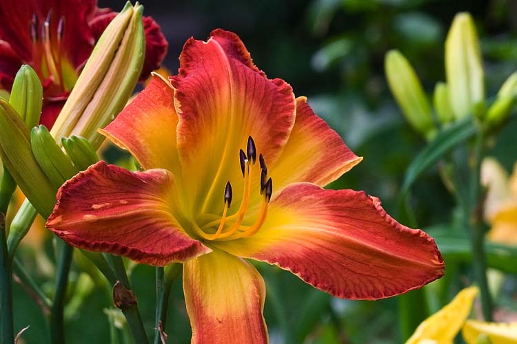 Day Lilies