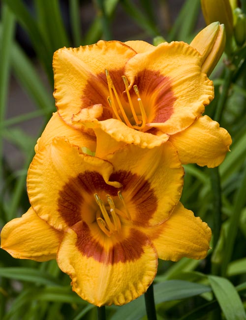 Golden Day Lilies