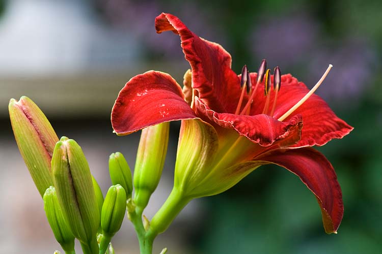 Red Day Lily