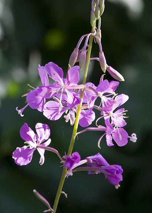 Fireweed - Dreaming of the Wilderness