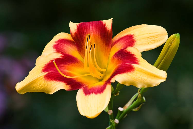 Striking Day Lily
