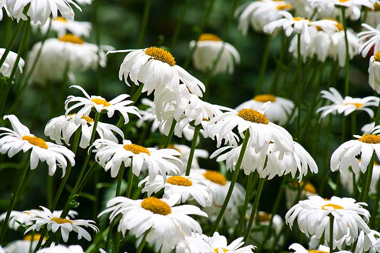 Shasta Daisies