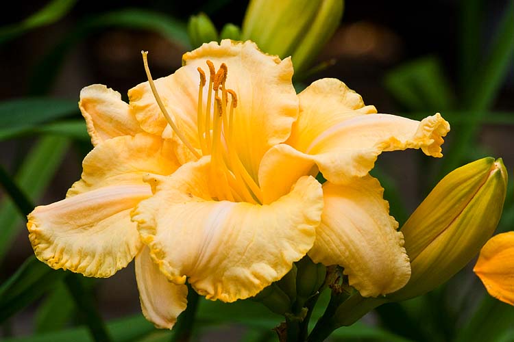 Ruffled Yellow