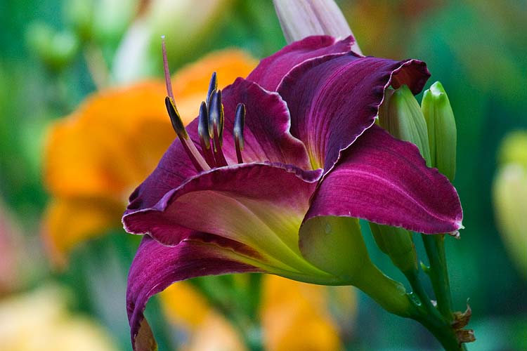 Deep Wine Red