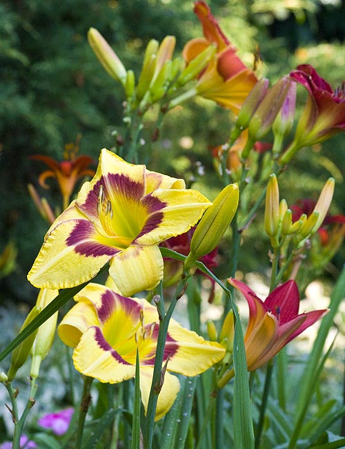 Colourful Day Lilies