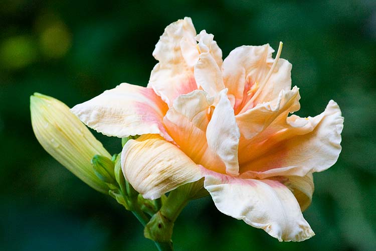 Double Peach Day Lily