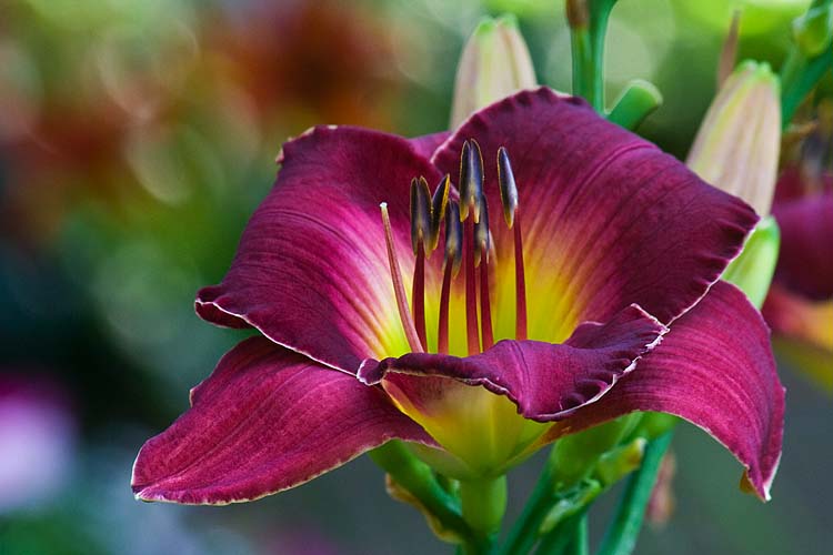 Wine Red Day Lily