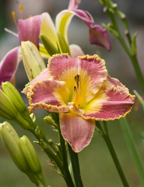 Another Day Lily