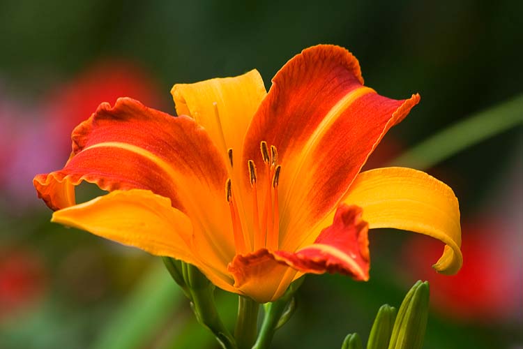 Red with Orange Stripe