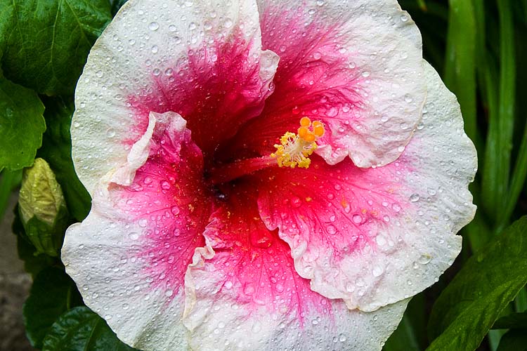 Favourite Pink Hibiscus