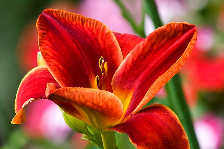 Bright Red Day Lily