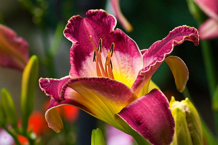Ruffled Wine with Yellow Throat
