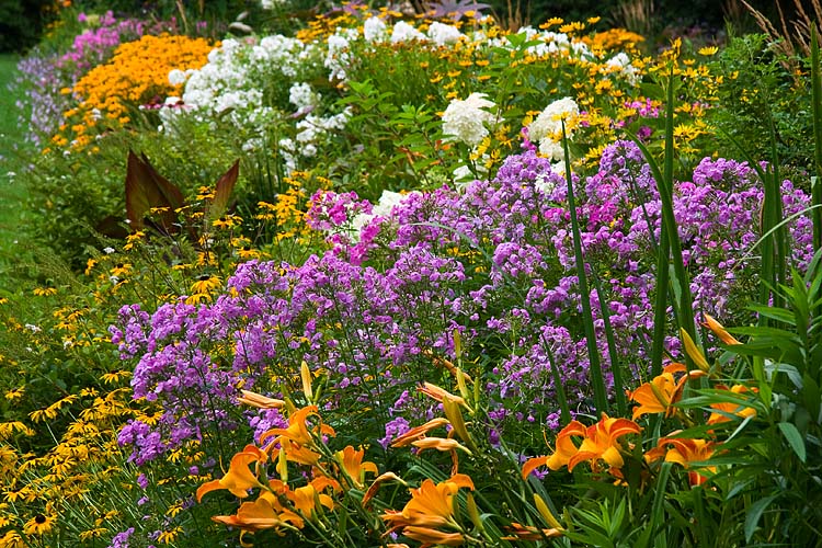 Late Summer Flowers