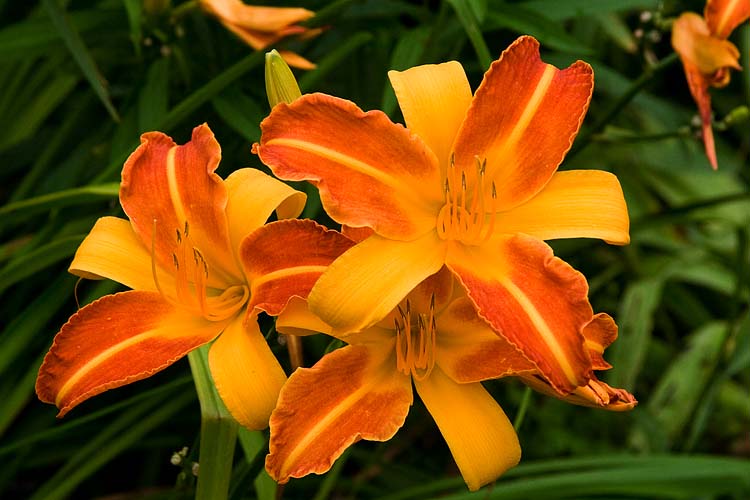 Striped Day Lily