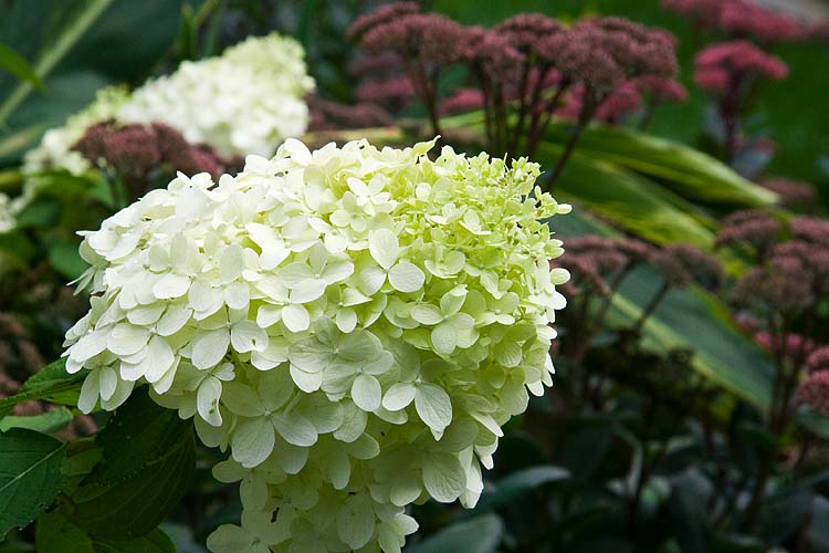 Hydrangea Blossom