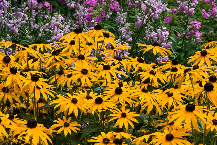Gloriosa Daisies