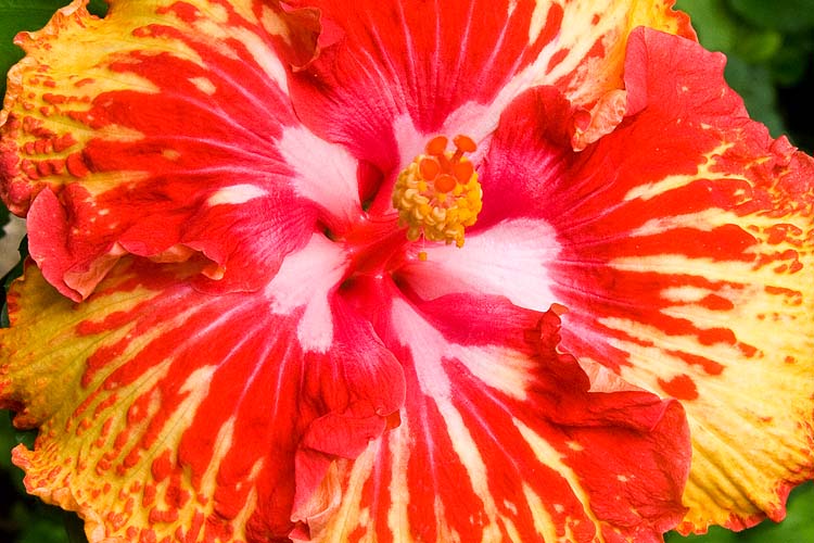 Exotic Hibiscus