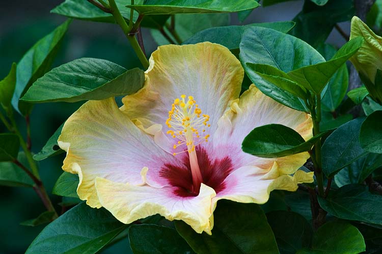 Yellow Hibiscus