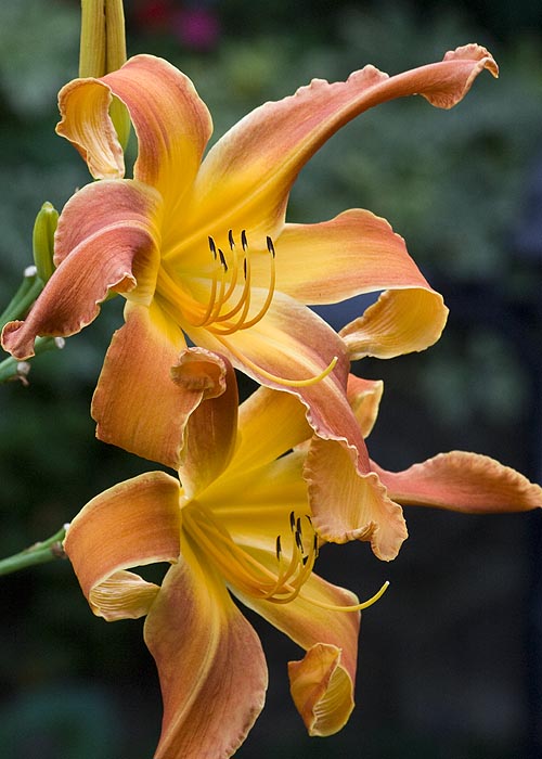 the Very Last Day Lily