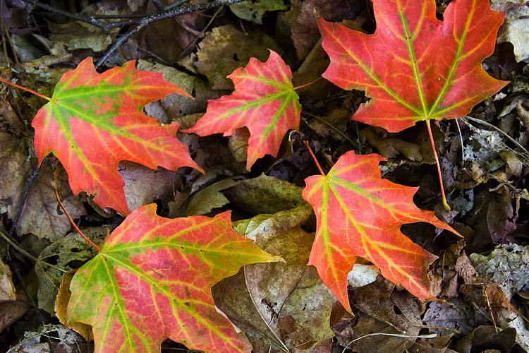 Signs of Autumn