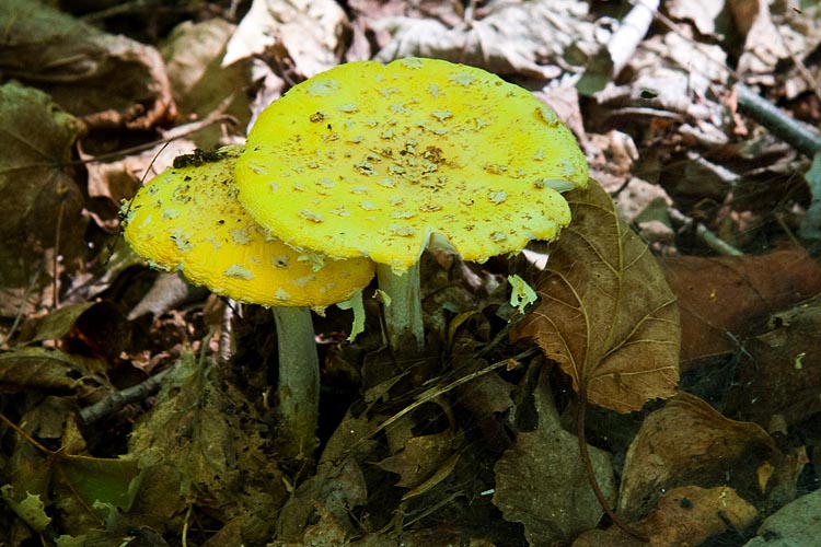 Yellow Mushrooms