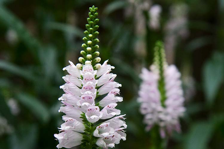 False Dragonhead