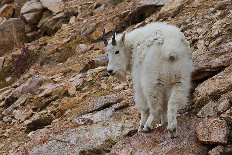 Mountain Goat